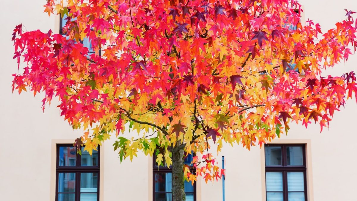Quel arbre fruitier planter près d’une maison ?